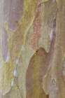 Bark of Crape Myrtle tree Art Print